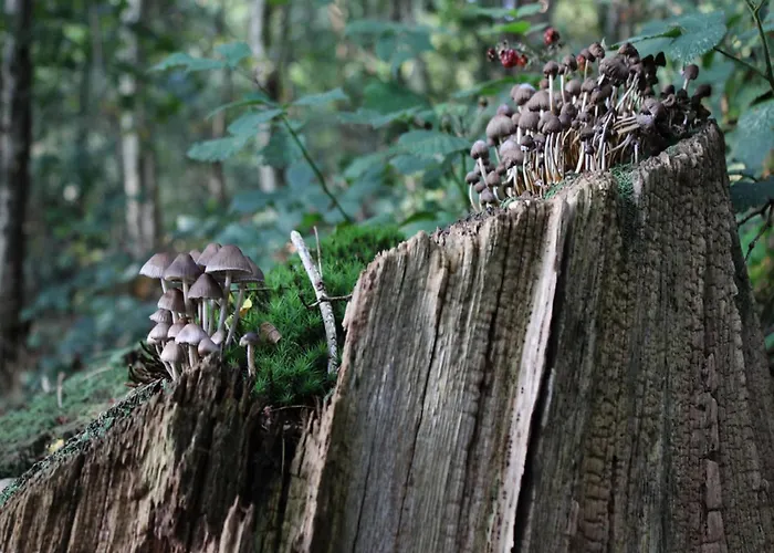 بيت للعطل In Near Veluwe *