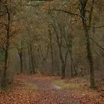 In Near Veluwe *